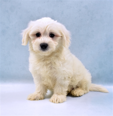 Coton De Tulear-DOG-Male-White-5661-Petland Monroeville, PA