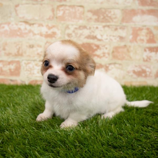 Chihuahua-DOG-Male-Sable / White-5662-Petland Monroeville, PA