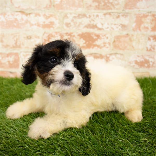 Cockapoo-DOG-Female-Black / White-5663-Petland Monroeville, PA