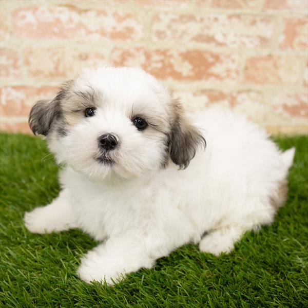 Malshi-DOG-Female-Gold / White-5664-Petland Monroeville, PA