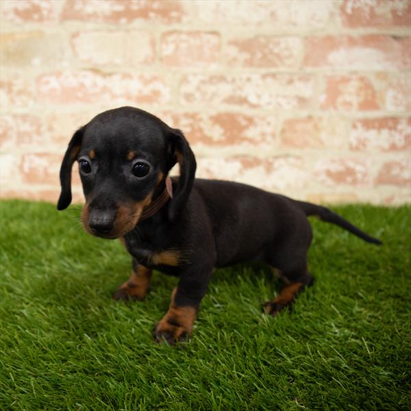 Dachshund-DOG-Female-Black / Tan-5665-Petland Monroeville, PA
