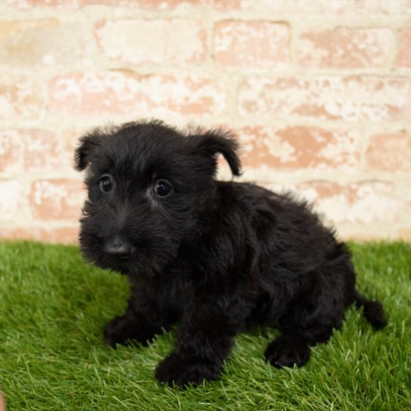 Scottish Terrier-DOG-Female-Black-5666-Petland Monroeville, PA