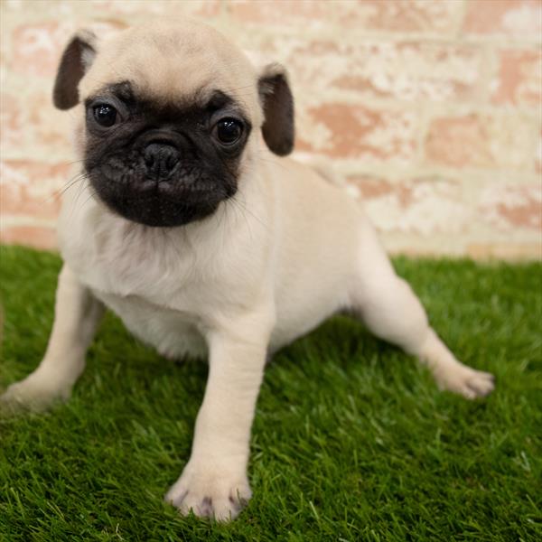Pug-DOG-Male-Fawn-5667-Petland Monroeville, PA