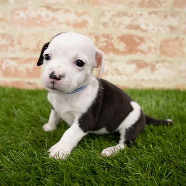 Chiweenie-DOG-Male-Black / White-5668-Petland Monroeville, PA