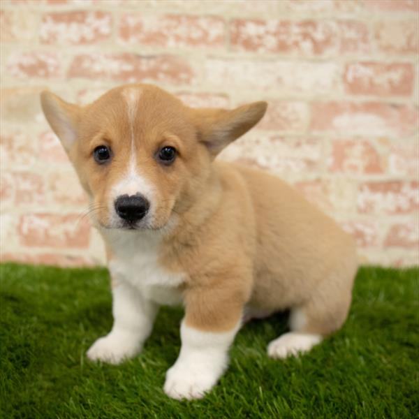 Pembroke Welsh Corgi-DOG-Male-Red / White-5669-Petland Monroeville, PA