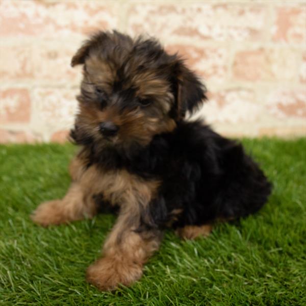 Morkie-DOG-Male-Black / Tan-5670-Petland Monroeville, PA