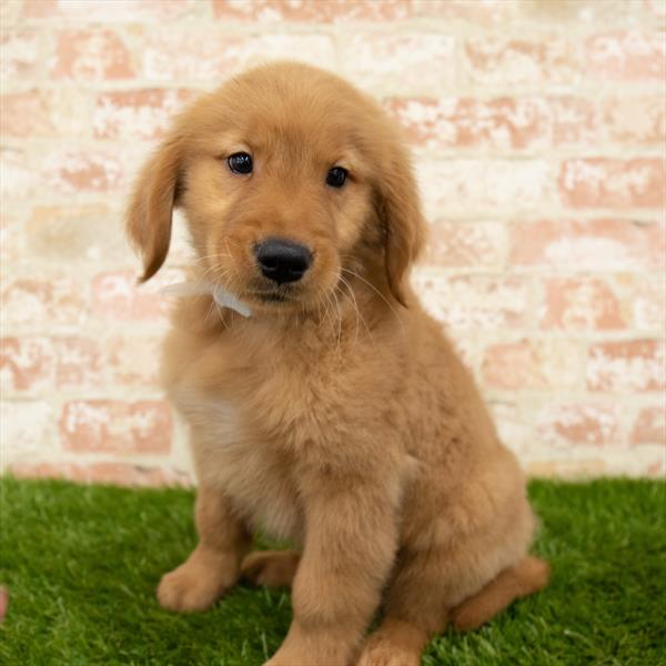 Golden Retriever-DOG-Male-Golden-5671-Petland Monroeville, PA