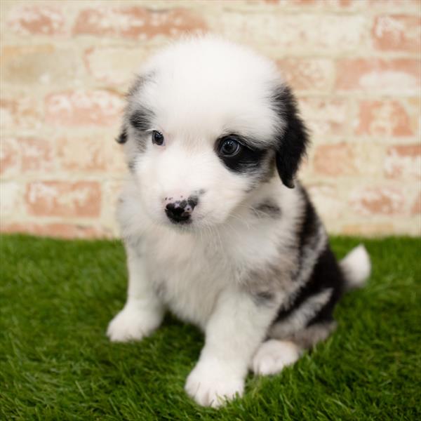 Mini Aussiedoodle-DOG-Male-Blue Merle / White-5672-Petland Monroeville, PA