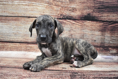 Great Dane-DOG-Male-Brindle-5691-Petland Monroeville, PA
