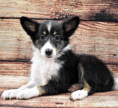 Sheltie-DOG-Male-Black White and Tan-5692-Petland Monroeville, PA
