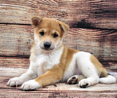Shiba Inu-DOG-Male-Red and White-5693-Petland Monroeville, PA