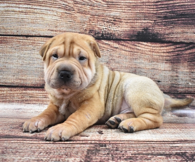Ori Pei-DOG-Male-Fawn-5694-Petland Monroeville, PA