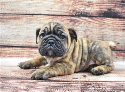 English Bulldog-DOG-Female-Red Brindle-5695-Petland Monroeville, PA