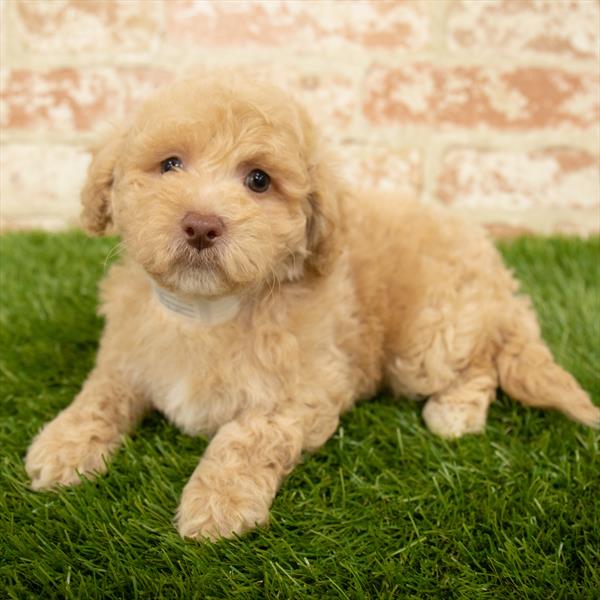Maltipoo-DOG-Male-Apricot-5697-Petland Monroeville, PA