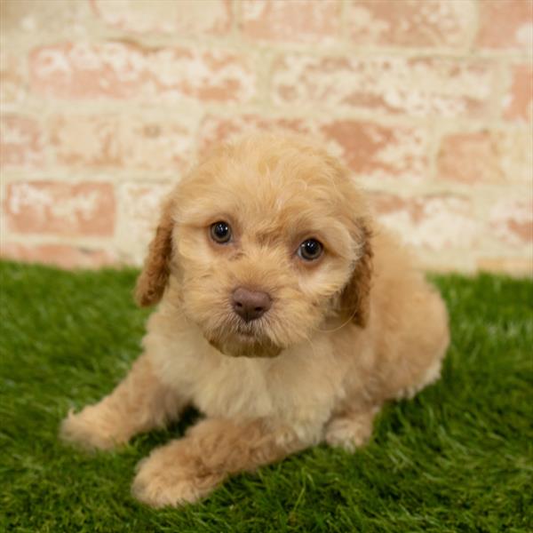 Cockapoo-DOG-Female-Apricot-5698-Petland Monroeville, PA