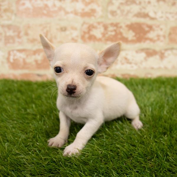 Chihuahua-DOG-Male-Cream-5699-Petland Monroeville, PA