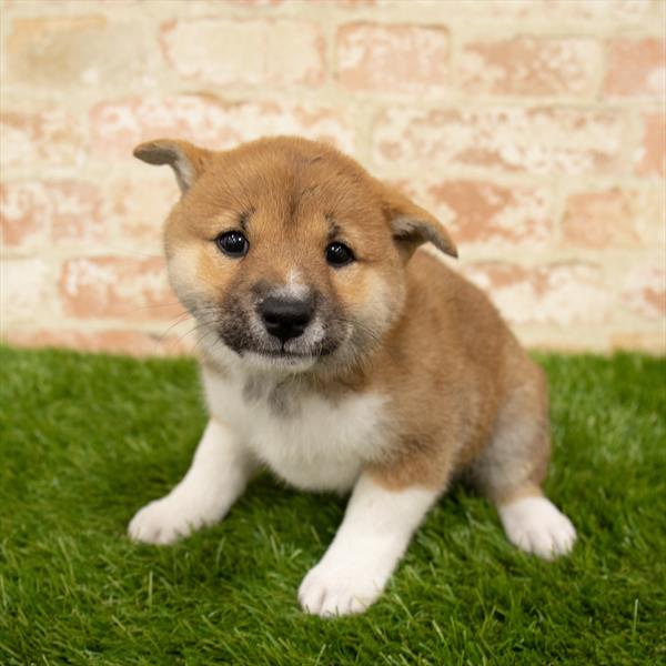 Shiba Inu-DOG-Female-Red Sesame-5701-Petland Monroeville, PA