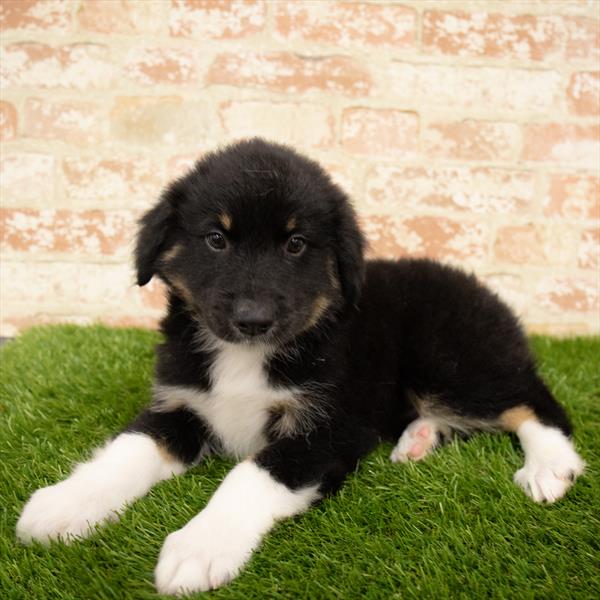 Australian Shepherd-DOG-Male-Black-5702-Petland Monroeville, PA