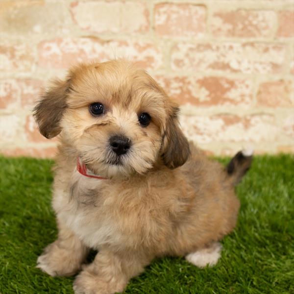 Yochon-DOG-Male-Gold-5703-Petland Monroeville, PA