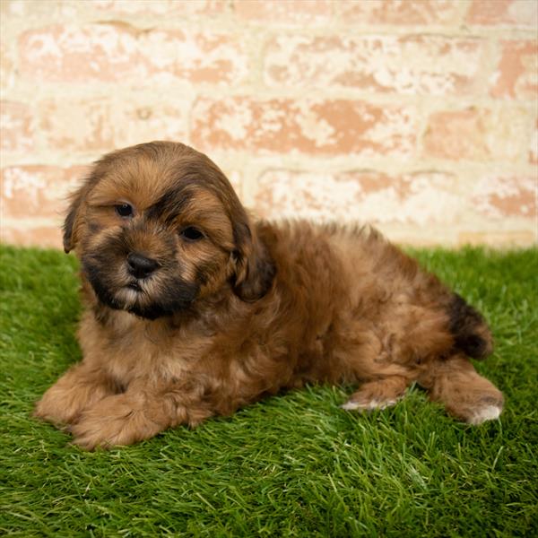 ShizaPoo-DOG-Male-Gold-5705-Petland Monroeville, PA