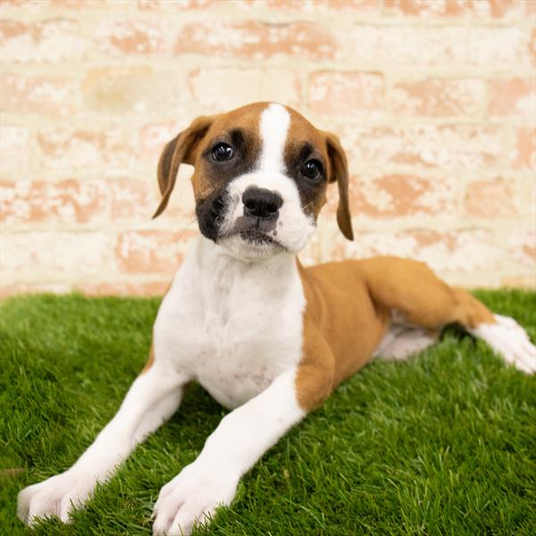 Boxer-DOG-Female-Fawn-5706-Petland Monroeville, PA