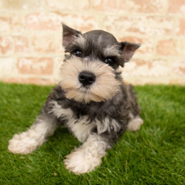 Mini Schnauzer-DOG-Male-Salt / Pepper-5707-Petland Monroeville, PA