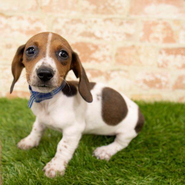 Dachshund-DOG-Male-Wild Boar-5708-Petland Monroeville, PA