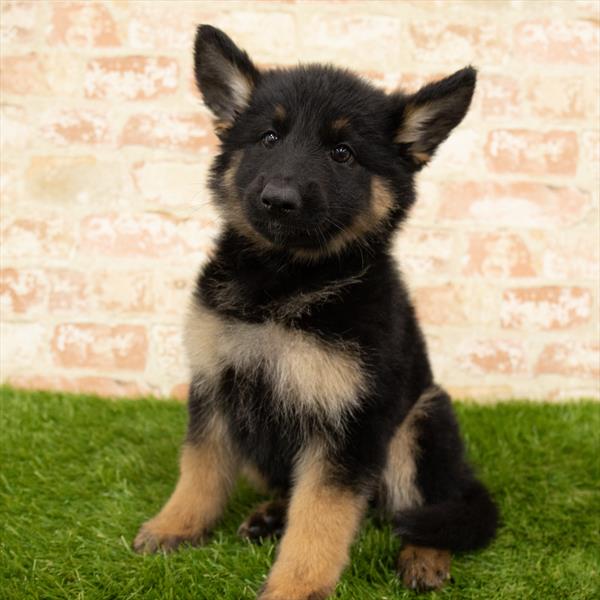 German Shepherd-DOG-Female-Black / Tan-5709-Petland Monroeville, PA
