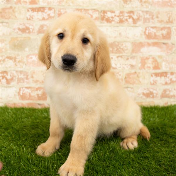 Golden Retriever-DOG-Male-Golden-5710-Petland Monroeville, PA