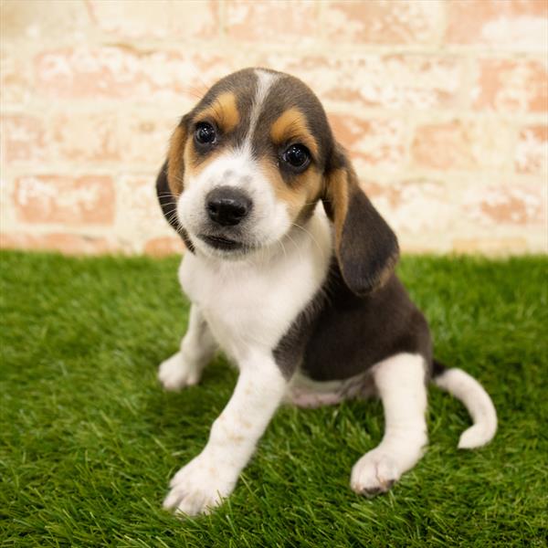 Beagle-DOG-Male-Black Tan / White-5711-Petland Monroeville, PA