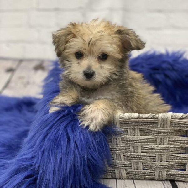 Yorkie-Poo-DOG-Male-Golden-5696-Petland Monroeville, PA