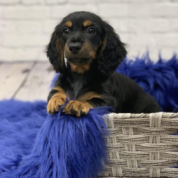 Dachshund-DOG-Female-Black / Tan-5700-Petland Monroeville, PA