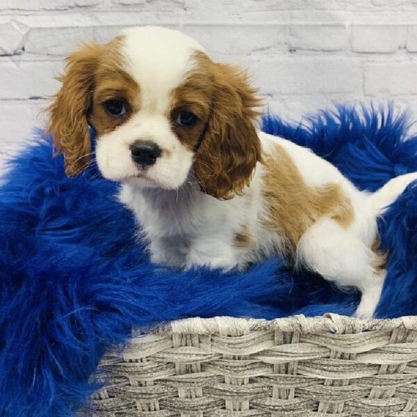 Cavalier King Charles Spaniel-DOG-Female-Blenheim-5739-Petland Monroeville, PA