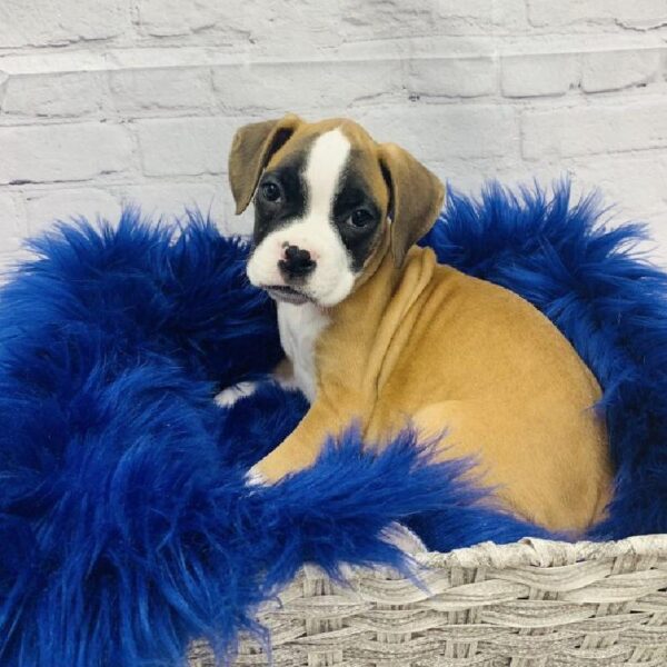 Boxer-DOG-Male-Fawn-5738-Petland Monroeville, PA