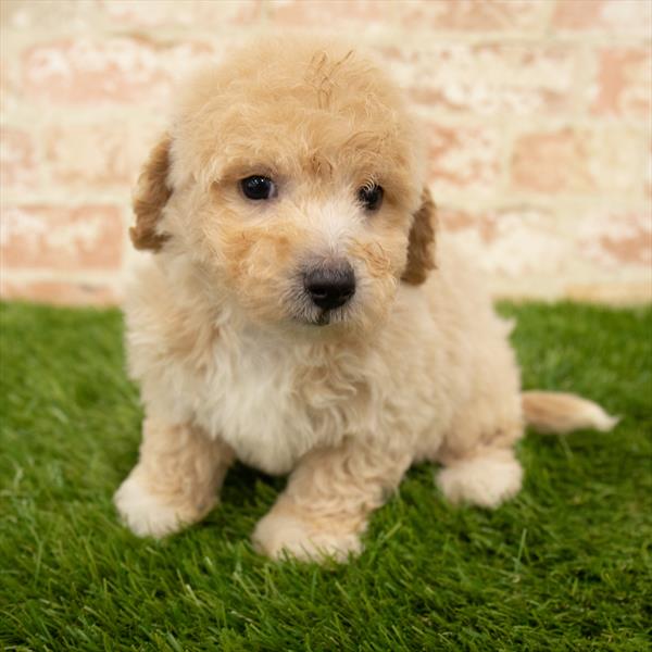 Maltipoo-DOG-Male-Cream-5742-Petland Monroeville, PA