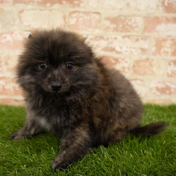 Pomeranian-DOG-Male-Brindle-5744-Petland Monroeville, PA
