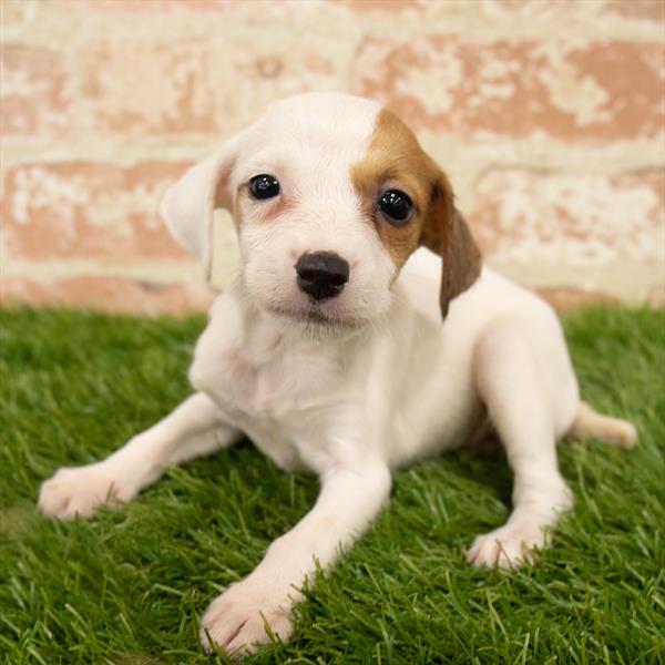 Jack Russell Terrier-DOG-Female-White-5746-Petland Monroeville, PA