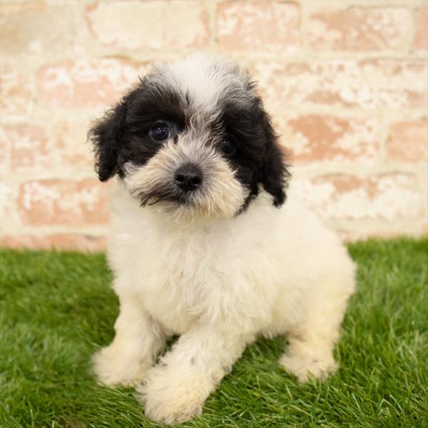 Poodle-DOG-Male-Black-5749-Petland Monroeville, PA