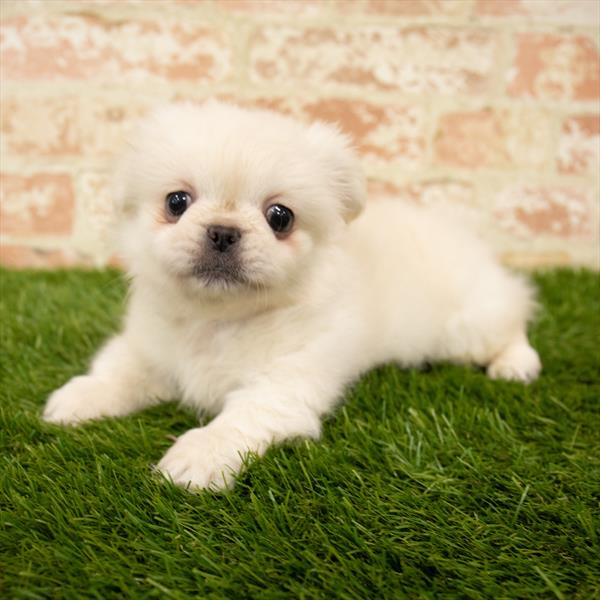 Pekingese-DOG-Male-Cream-5750-Petland Monroeville, PA