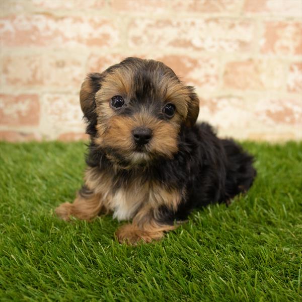 Yorkie-DOG-Male-Black / Tan-5751-Petland Monroeville, PA