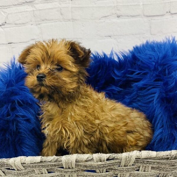 Morkie-DOG-Female-Sable-5752-Petland Monroeville, PA