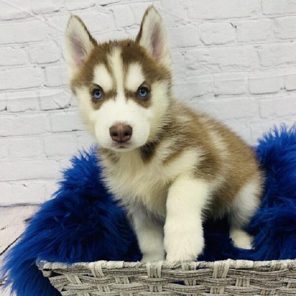 Siberian Husky-DOG-Female-Red / White-5743-Petland Monroeville, PA
