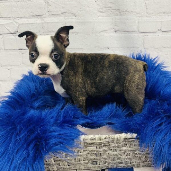 Boston Terrier-DOG-Male-Brindle / White-5747-Petland Monroeville, PA