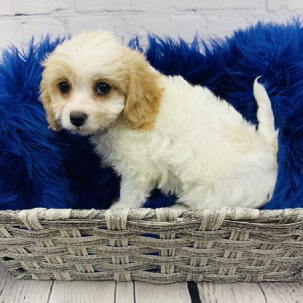Cavachon-DOG-Male-Apricot-5745-Petland Monroeville, PA