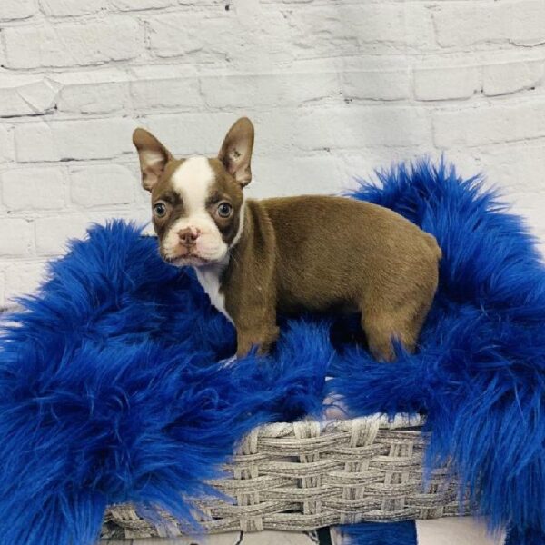 Boston Terrier-DOG-Female-Seal / White-5748-Petland Monroeville, PA