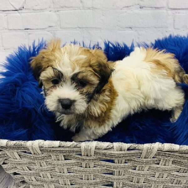 Teddy Bear-DOG-Male-Gold-5741-Petland Monroeville, PA