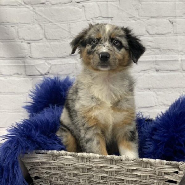 Australian Shepherd-DOG-Male-Blue Merle-5773-Petland Monroeville, PA
