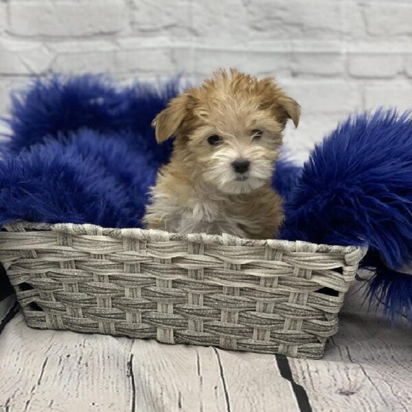 Morkie-DOG-Female-Gold-5774-Petland Monroeville, PA