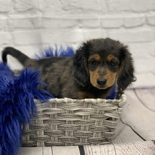 Dachshund-DOG-Male-Blue and Tan-5775-Petland Monroeville, PA
