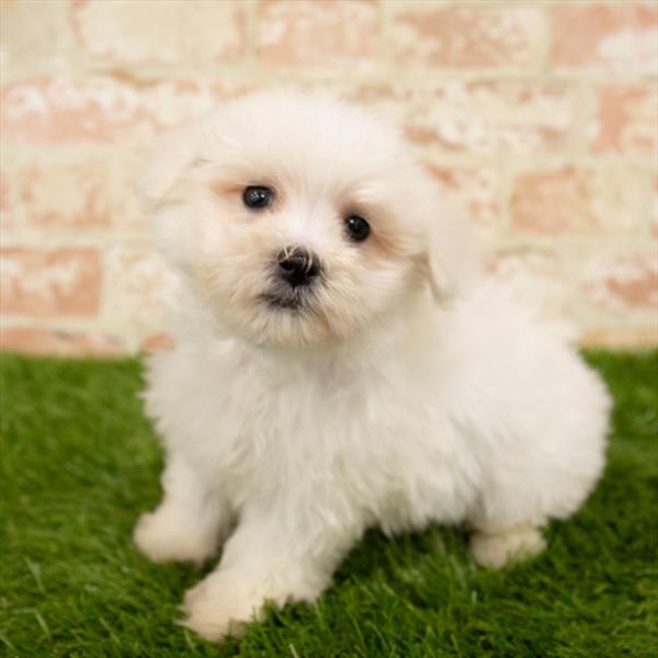 Maltese-DOG-Male-White-5776-Petland Monroeville, PA